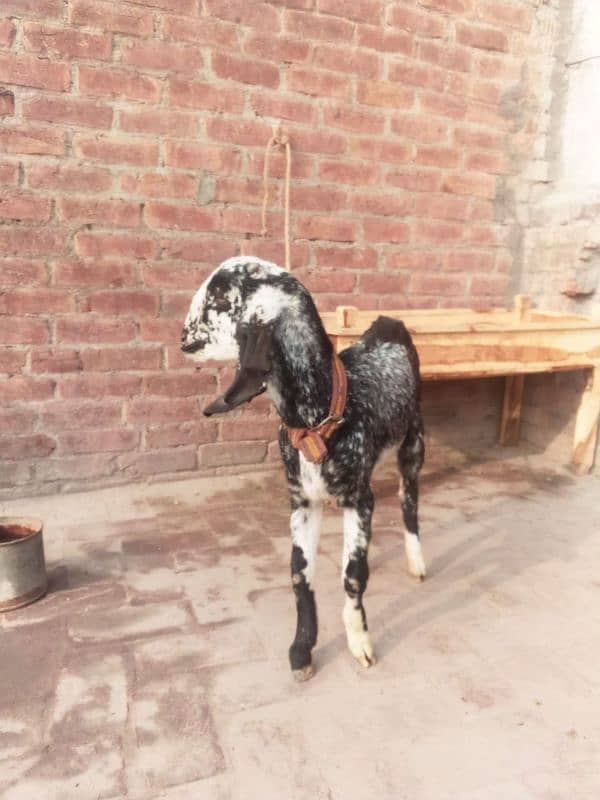 bakri ka bacha bakri ha 1