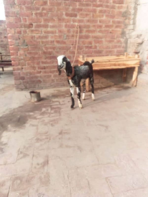 bakri ka bacha bakri ha 2