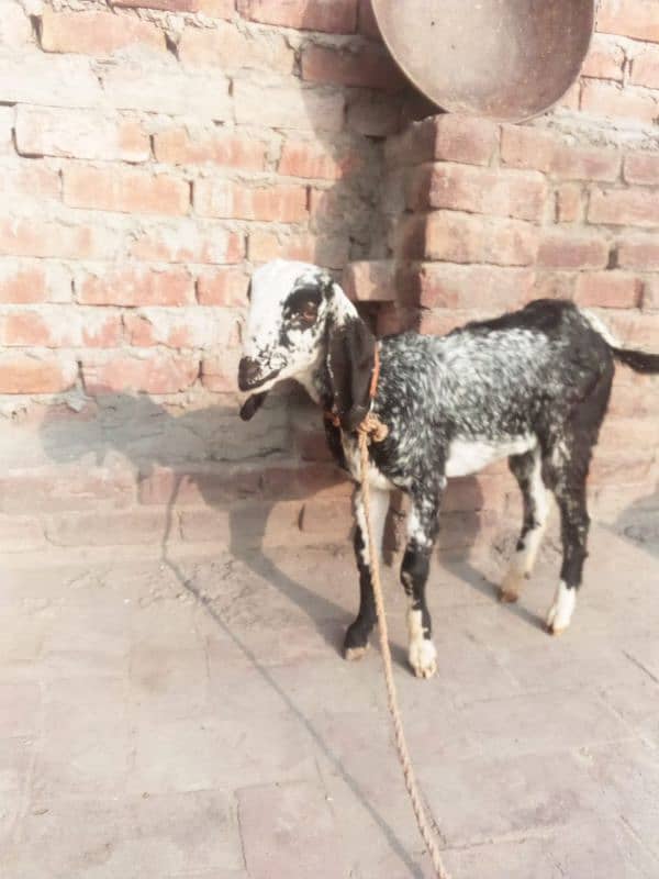 bakri ka bacha bakri ha 4