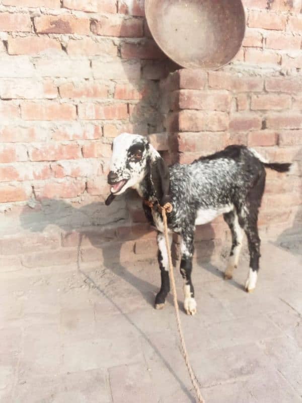 bakri ka bacha bakri ha 5