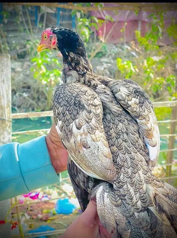 female 1 male)(pakistani bajra jorda quality 3