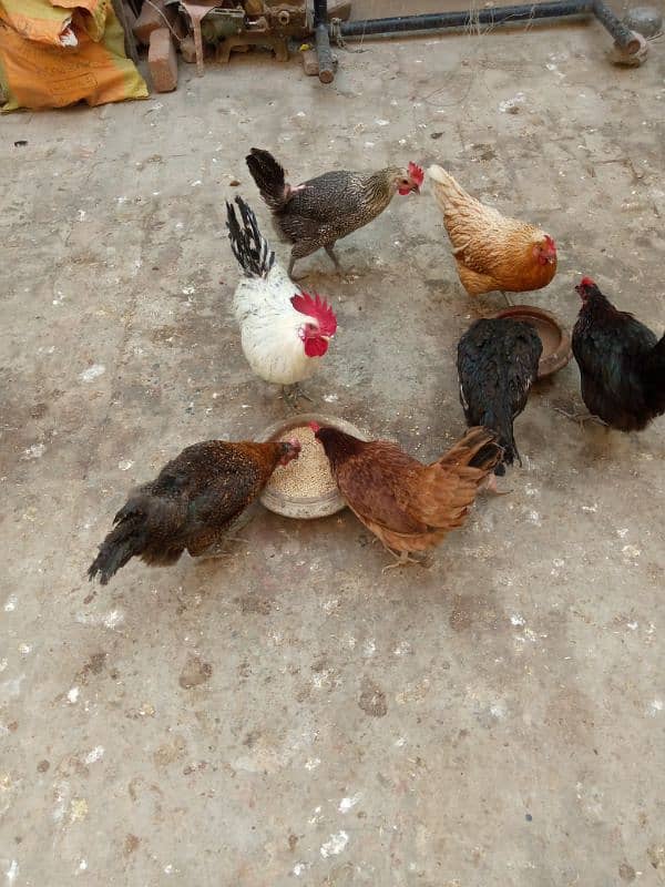 egg laying hens 2