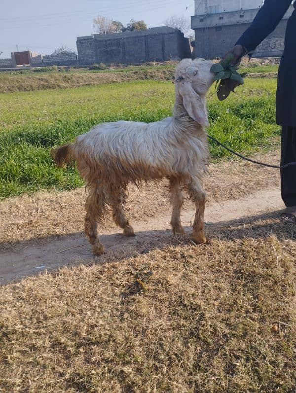 bakra for sale 0