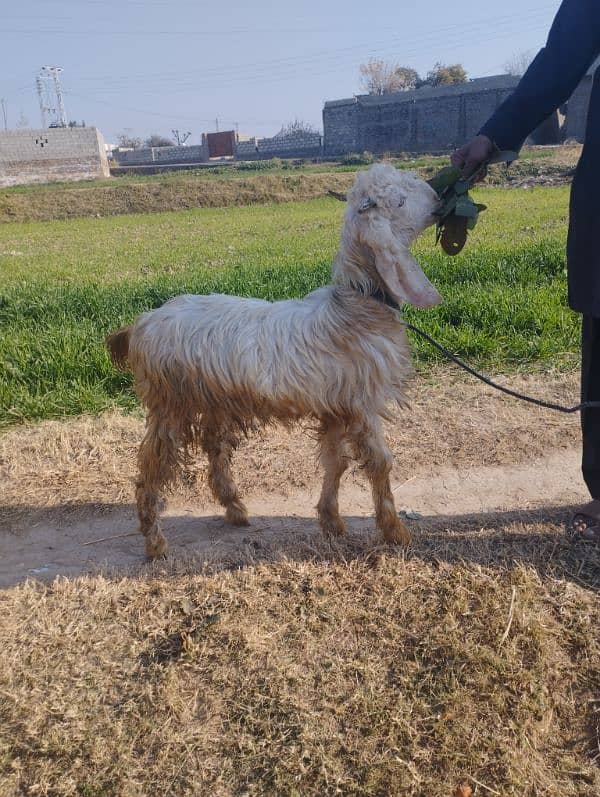 bakra for sale 1