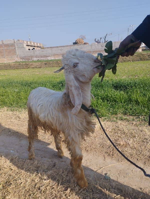 bakra for sale 2