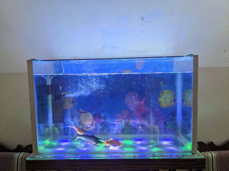 Aquarium with Fishes For Sell 0