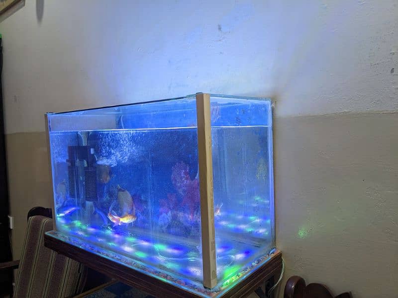 Aquarium with Fishes For Sell 1