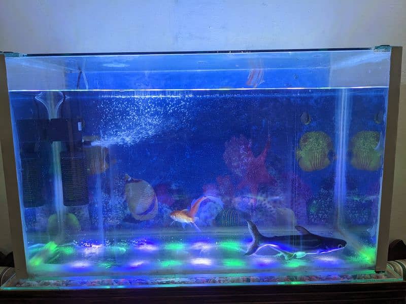 Aquarium with Fishes For Sell 8