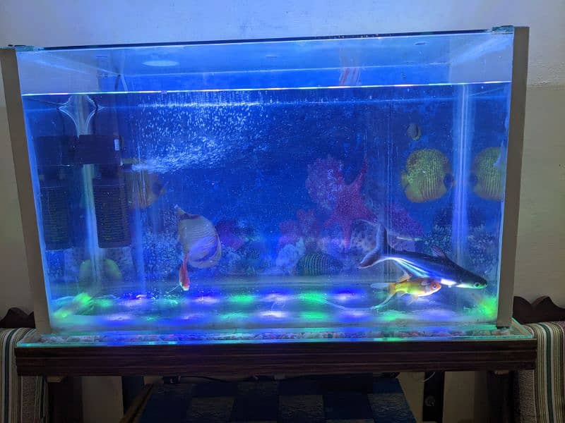 Aquarium with Fishes For Sell 9