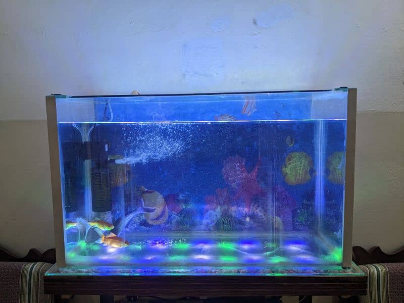 Aquarium with Fishes For Sell 14