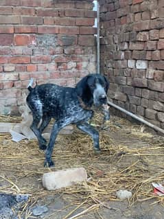 English pointer male