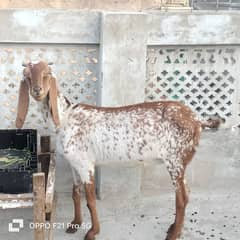 Bakri (goat) Rare breed || Urgent sale