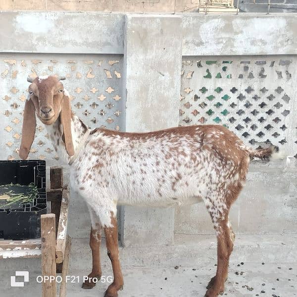 Bakri (goat) Rare breed || Urgent sale 0