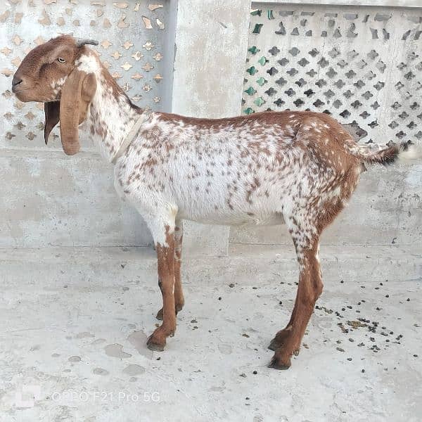 Bakri (goat) Rare breed || Urgent sale 1