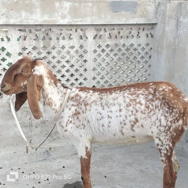 Bakri (goat) Rare breed || Urgent sale 2