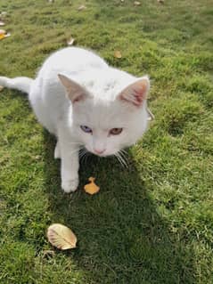 CAT Russian . Blue & Brown Eyes