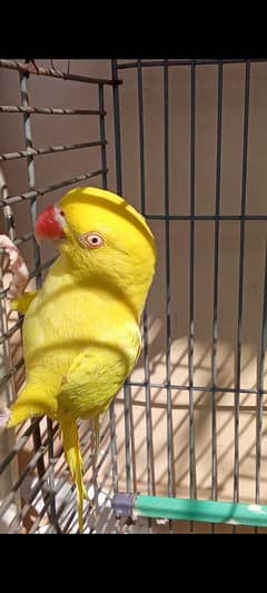 yellow ringneck breeder pair