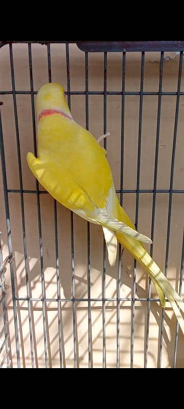 yellow ringneck breeder pair 1