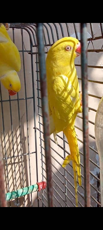 yellow ringneck breeder pair 2