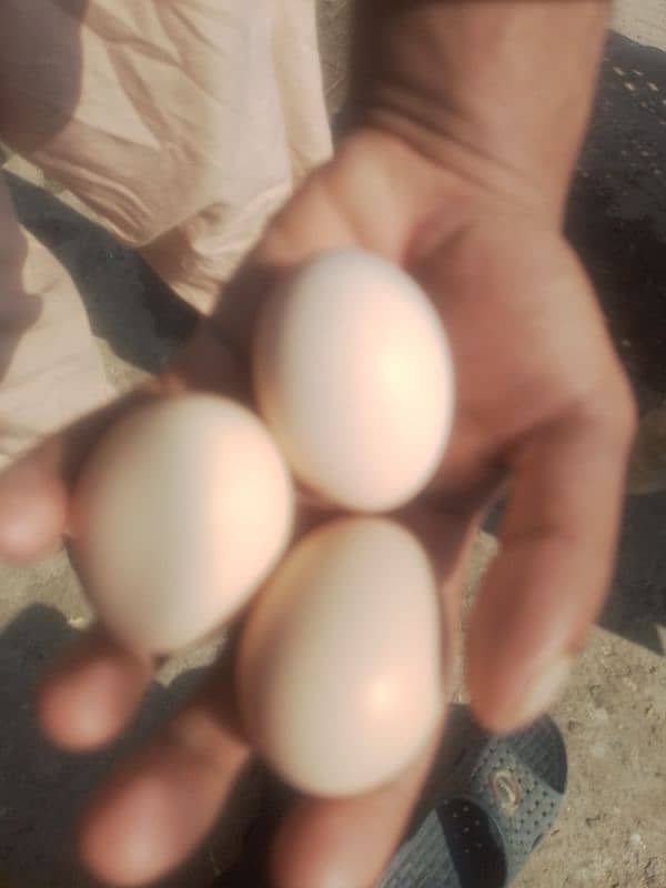 pure desi egg 0