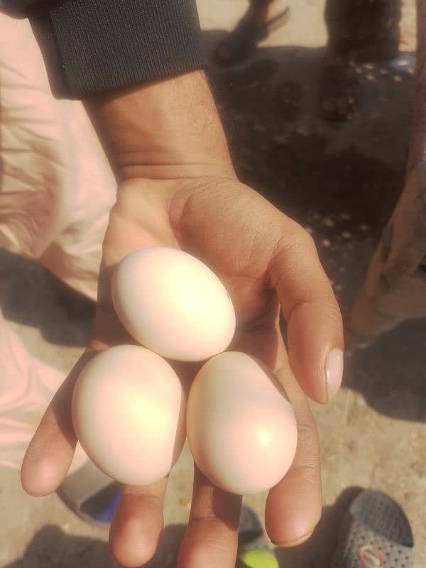 pure desi egg 2