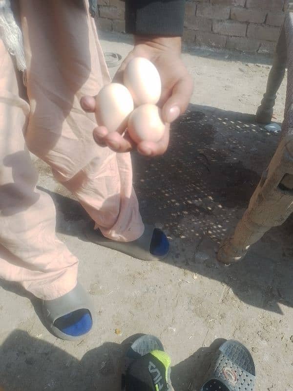 pure desi egg 3