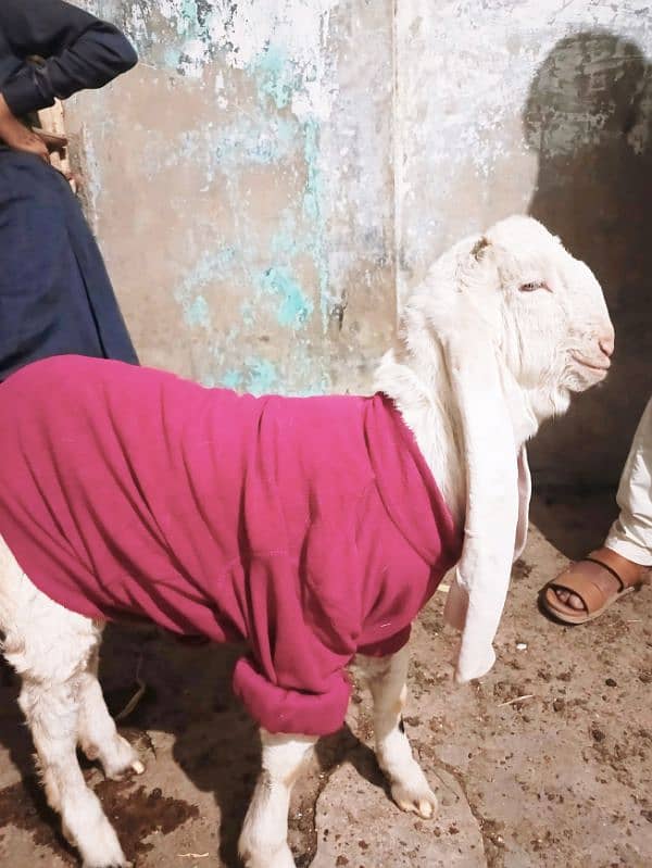 Gulabi male Bakra 2