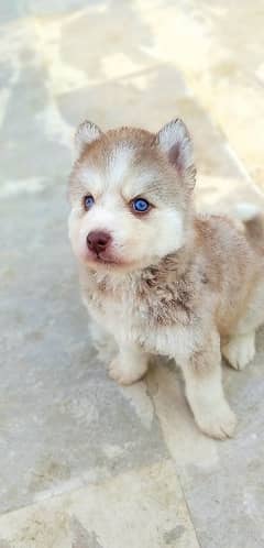 Top Quality Husky Pups