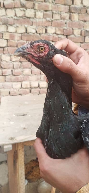 Aseel hens for sale 1