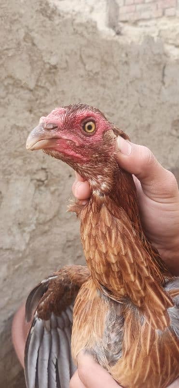 Aseel hens for sale 2