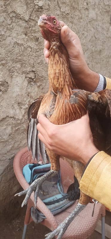 Aseel hens for sale 3