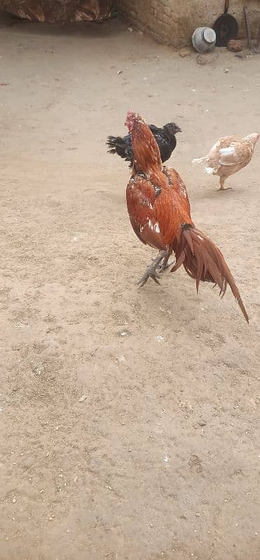 Aseel hens for sale 4