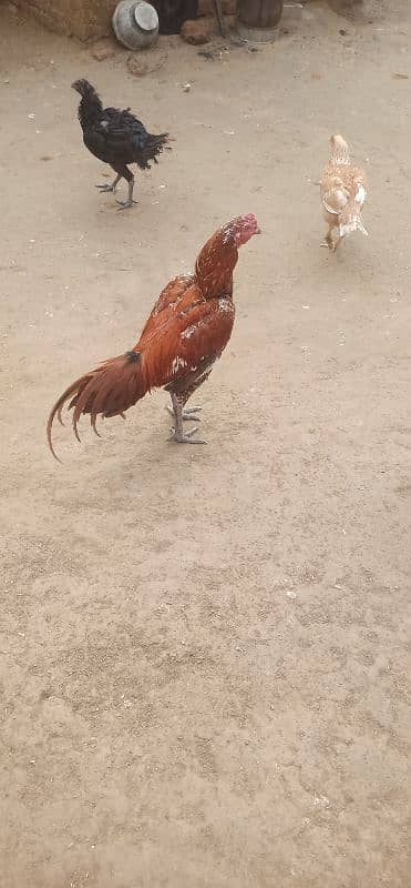 Aseel hens for sale 5