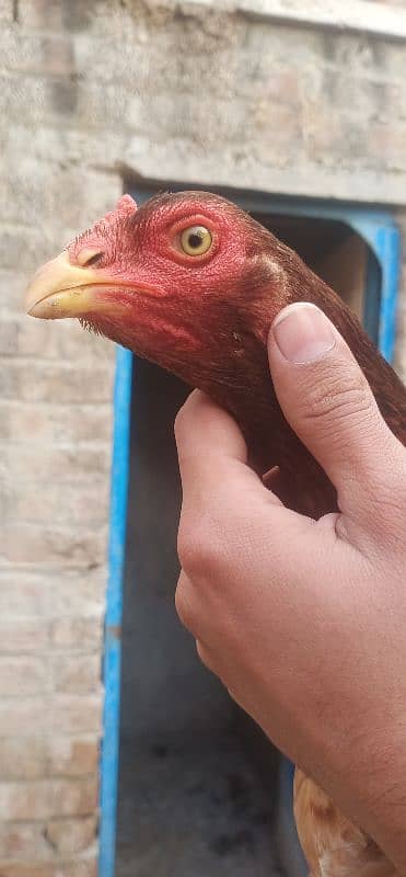 Aseel hens for sale 6