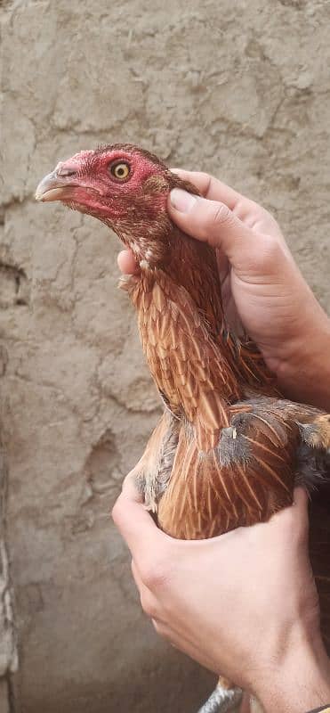 Aseel hens for sale 8