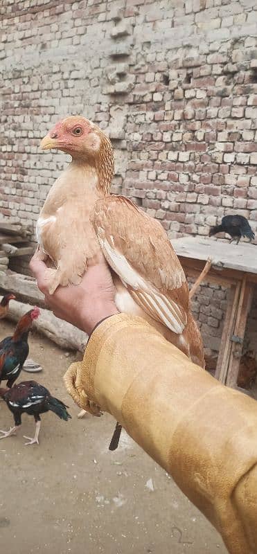 Aseel hens for sale 9