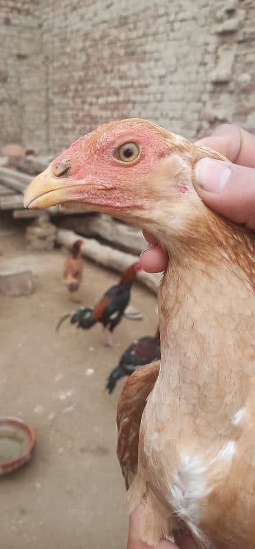 Aseel hens for sale 11