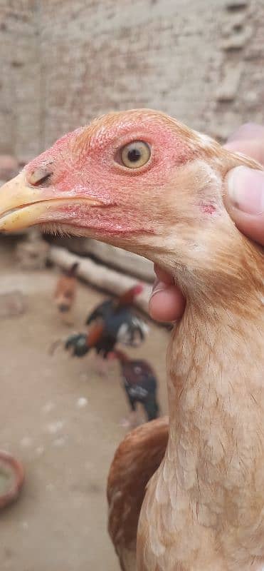 Aseel hens for sale 12