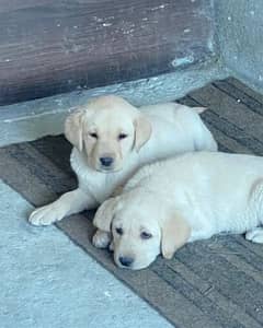 American Labrador puppy