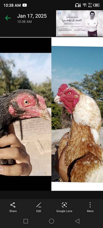 Mianwali Breeder aseel Pair 0