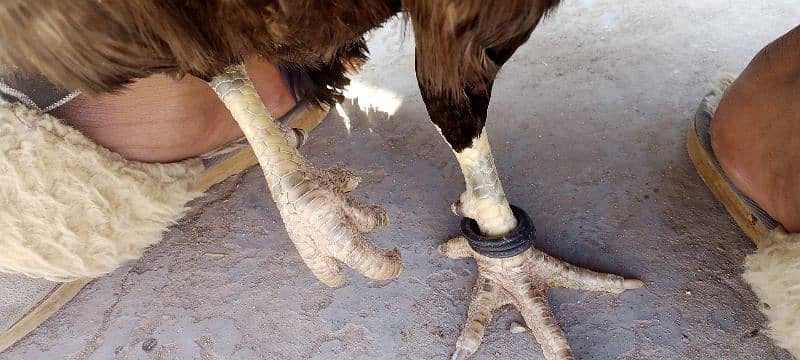 Mianwali Breeder aseel Pair 2