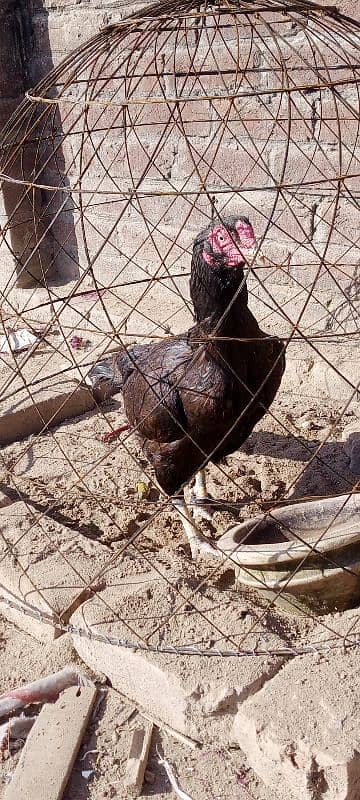 Mianwali Breeder aseel Pair 5