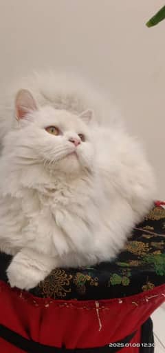 Persian female cats for sale