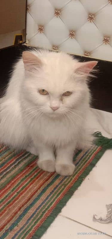 Persian female cats for sale 1