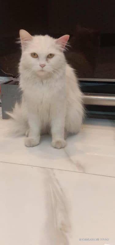 Persian female cats for sale 2