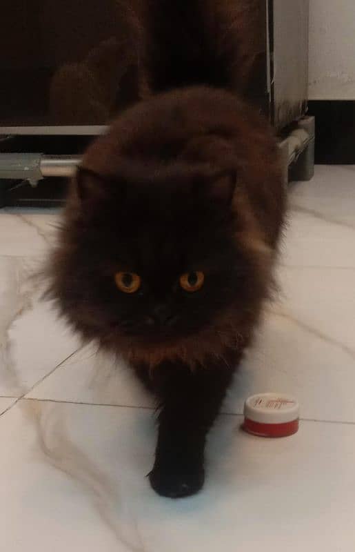 Persian female cats for sale 3