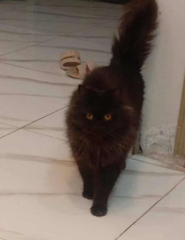 Persian female cats for sale 5