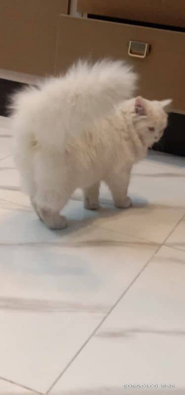 Persian female cats for sale 7