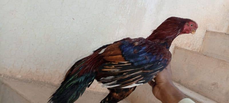 indian parrot beak for sale 3