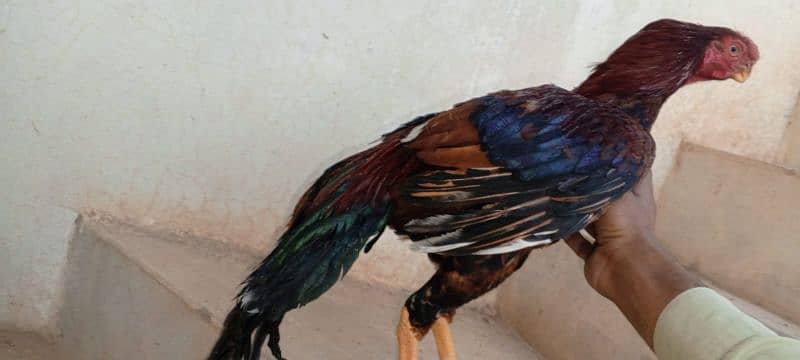 indian parrot beak for sale 4